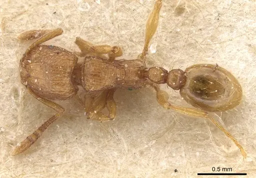 Tetramorium matopoense specimen CASENT0915027 image casent0915027_1