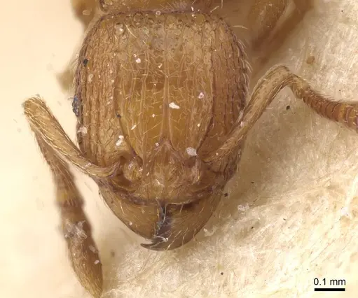 Tetramorium matopoense specimen CASENT0915027 image casent0915027_2