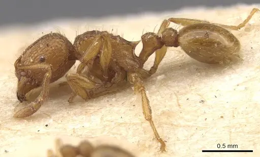 Tetramorium matopoense specimen CASENT0915027 image casent0915027_3