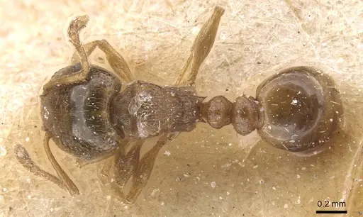 Tetramorium maurum specimen CASENT0915028 image casent0915028_1