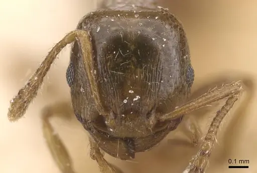 Tetramorium maurum specimen CASENT0915028 image casent0915028_2