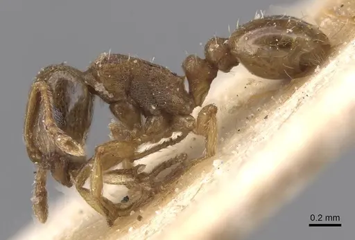 Tetramorium maurum specimen CASENT0915028 image casent0915028_3