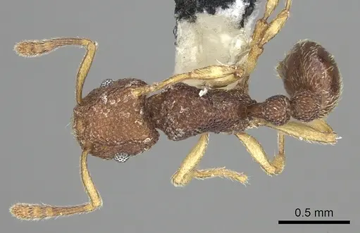 Tetramorium mayri specimen CASENT0219663 image casent0219663_1