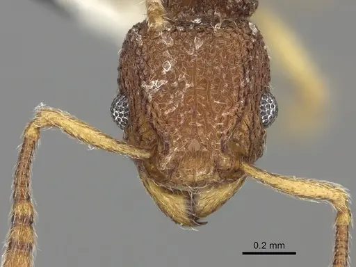 Tetramorium mayri specimen CASENT0219663 image casent0219663_2