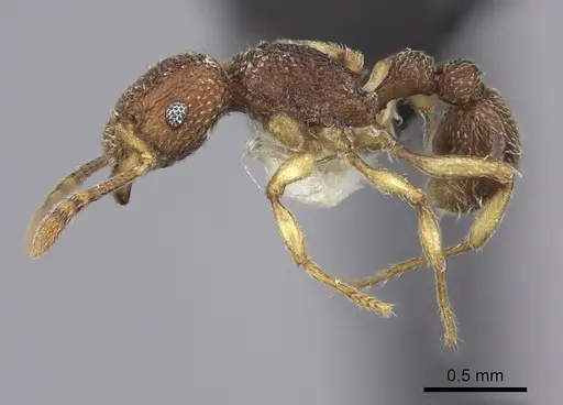Tetramorium mayri specimen CASENT0219663 image casent0219663_3