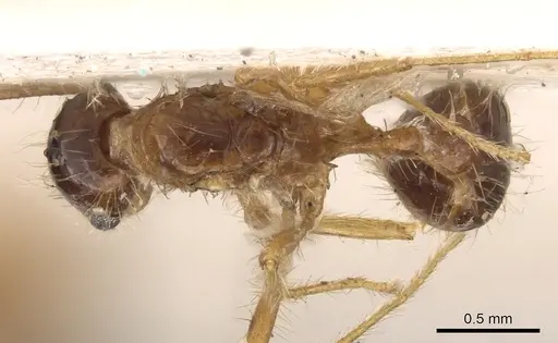 Tetramorium mayri specimen CASENT0901034 image casent0901034_1
