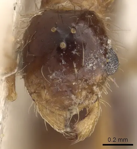 Tetramorium mayri specimen CASENT0901034 image casent0901034_2