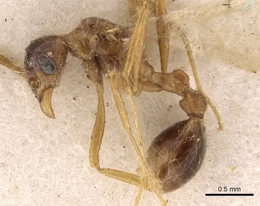 Tetramorium mayri specimen CASENT0901034 image casent0901034_3