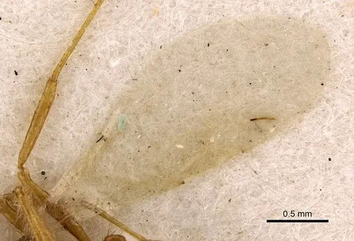 Tetramorium mayri specimen CASENT0901034 image casent0901034_4