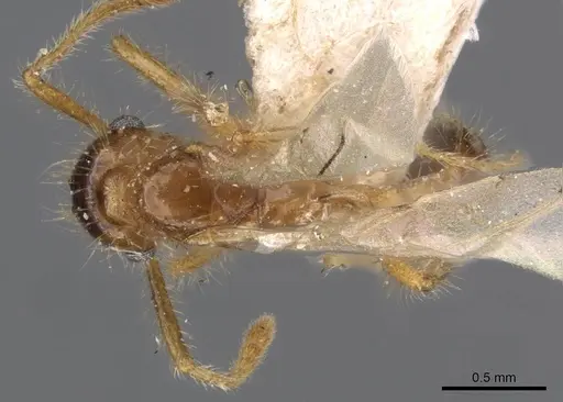 Tetramorium mayri specimen CASENT0909199 image casent0909199_1