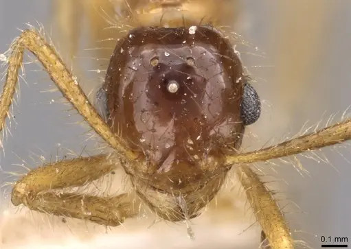Tetramorium mayri specimen CASENT0909199 image casent0909199_2