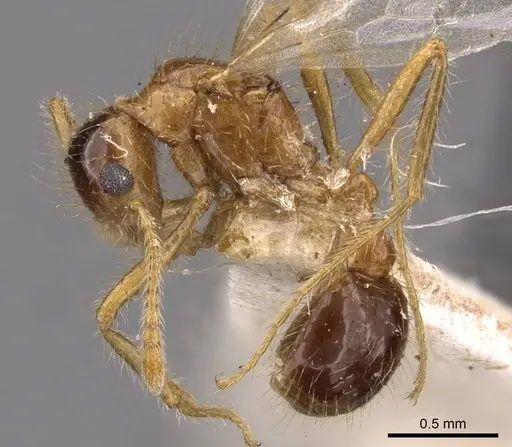 Tetramorium mayri specimen CASENT0909199 image casent0909199_3