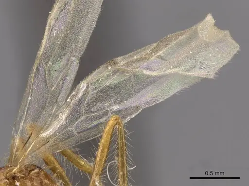 Tetramorium mayri specimen CASENT0909199 image casent0909199_4