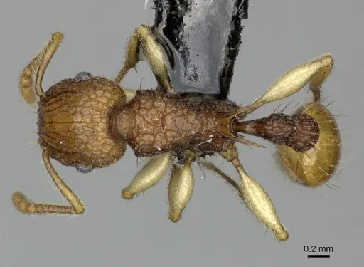 Tetramorium melanogyna specimen CASENT0199931 image casent0199931_1