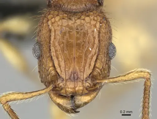 Tetramorium melanogyna specimen CASENT0199931 image casent0199931_2