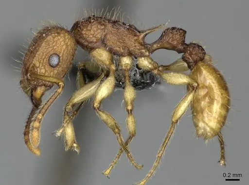 Tetramorium melanogyna specimen CASENT0199931 image casent0199931_3