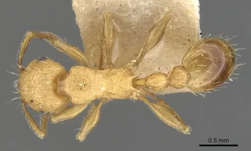 Tetramorium melanogyna specimen CASENT0901079 image casent0901079_1