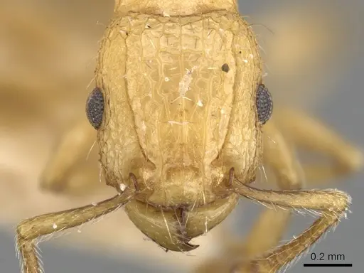 Tetramorium melanogyna specimen CASENT0901079 image casent0901079_2