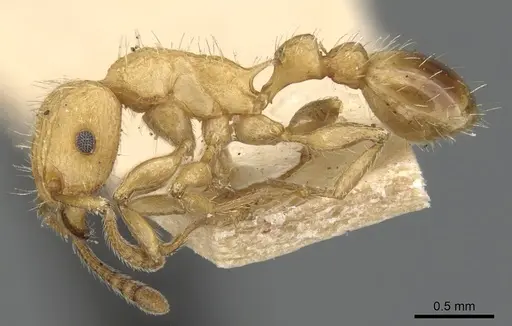 Tetramorium melanogyna specimen CASENT0901079 image casent0901079_3
