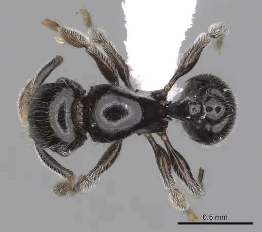 Tetramorium menkaura specimen CASENT0316983 image casent0316983_1