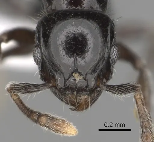 Tetramorium menkaura specimen CASENT0316983 image casent0316983_2
