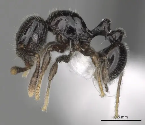 Tetramorium menkaura specimen CASENT0316983 image casent0316983_3