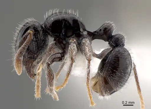 Tetramorium menkaura specimen CASENT0845480 image casent0845480_1
