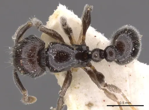 Tetramorium menkaura specimen CASENT0901147 image casent0901147_1