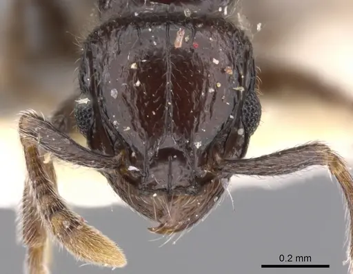 Tetramorium menkaura specimen CASENT0901147 image casent0901147_2