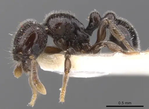Tetramorium menkaura specimen CASENT0901147 image casent0901147_3