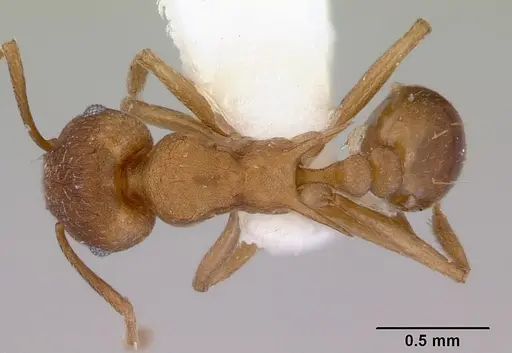 Tetramorium meressei specimen CASENT0172460 image casent0172460_1