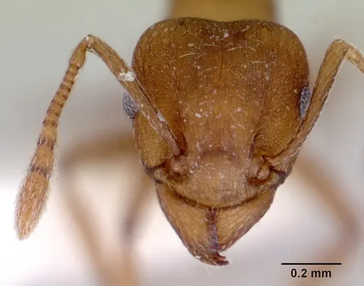 Tetramorium meressei specimen CASENT0172460 image casent0172460_2
