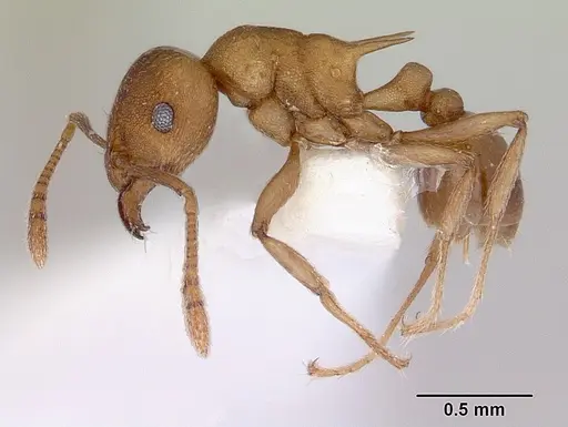 Tetramorium meressei specimen CASENT0172460 image casent0172460_3
