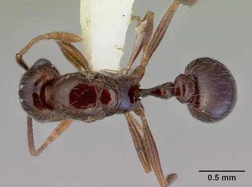 Tetramorium meressei specimen CASENT0172461 image casent0172461_1