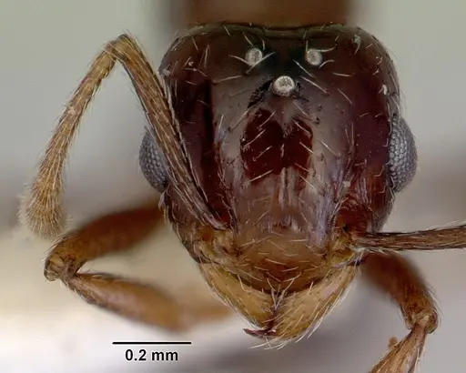 Tetramorium meressei specimen CASENT0172461 image casent0172461_2