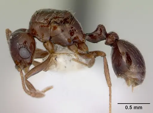Tetramorium meressei specimen CASENT0172461 image casent0172461_3