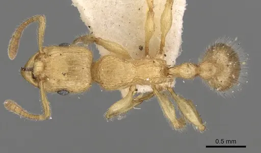 Tetramorium meressei specimen CASENT0280922 image casent0280922_1