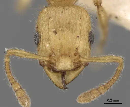 Tetramorium meressei specimen CASENT0280922 image casent0280922_2
