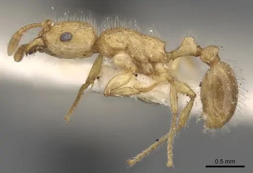 Tetramorium meressei specimen CASENT0280922 image casent0280922_3