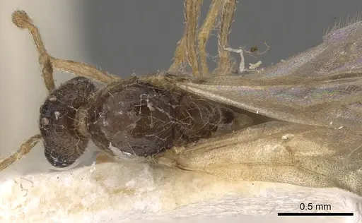 Tetramorium meressei specimen CASENT0901032 image casent0901032_1