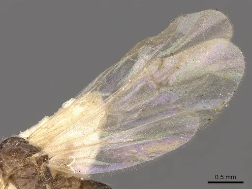 Tetramorium meressei specimen CASENT0901032 image casent0901032_4
