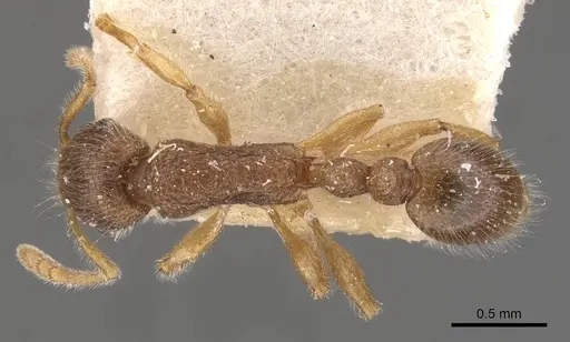 Tetramorium meressei specimen CASENT0909140 image casent0909140_1