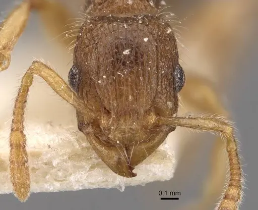 Tetramorium meressei specimen CASENT0909140 image casent0909140_2
