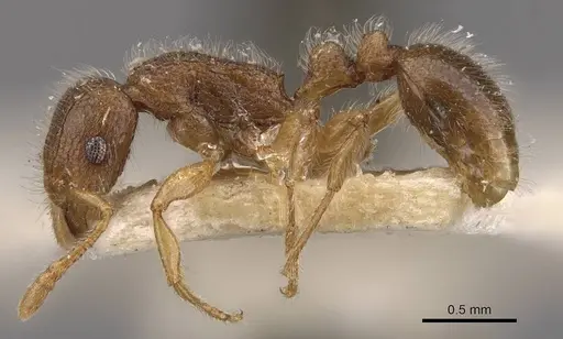 Tetramorium meressei specimen CASENT0909140 image casent0909140_3