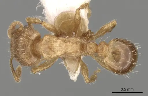 Tetramorium meridionale specimen CASENT0280931 image casent0280931_1
