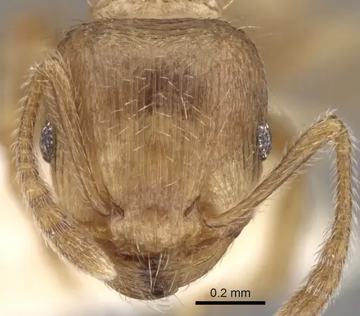 Tetramorium meridionale specimen CASENT0280931 image casent0280931_2