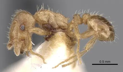 Tetramorium meridionale specimen CASENT0280931 image casent0280931_3