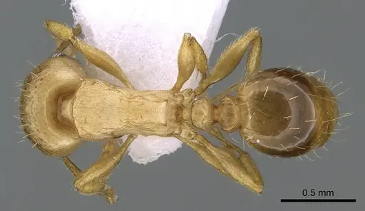 Tetramorium meridionale specimen CASENT0281569 image casent0281569_1