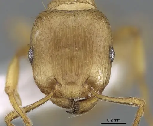 Tetramorium meridionale specimen CASENT0281569 image casent0281569_2