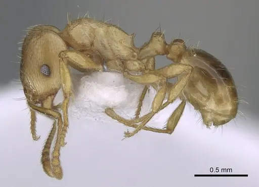 Tetramorium meridionale specimen CASENT0281569 image casent0281569_3